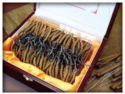 林甸冬虫夏草回收